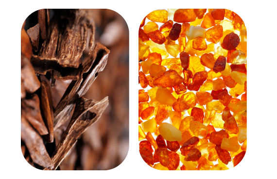 Oud vs Amber: Which Note Suits You?