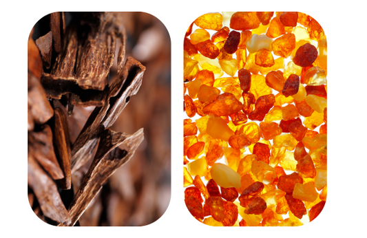 Oud vs Amber: Which Note Suits You?