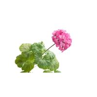 Bourbon Geranium