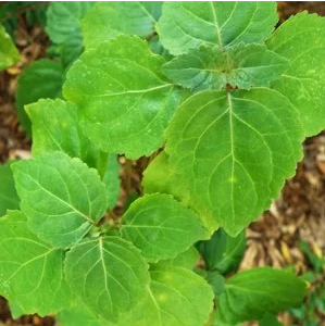 indian Patchouli