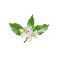 Neroli