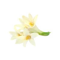 Tuberose