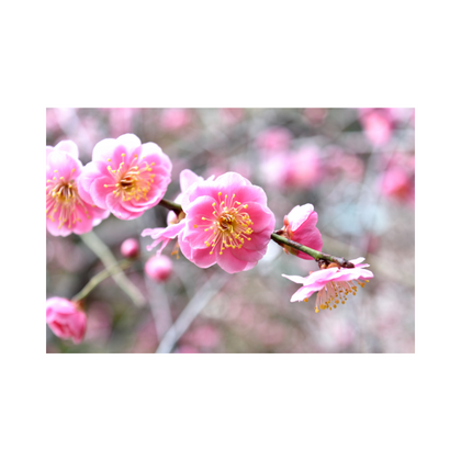 Plum Blossom