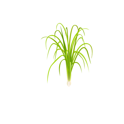 Citronella