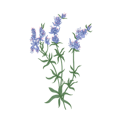 Hyssop