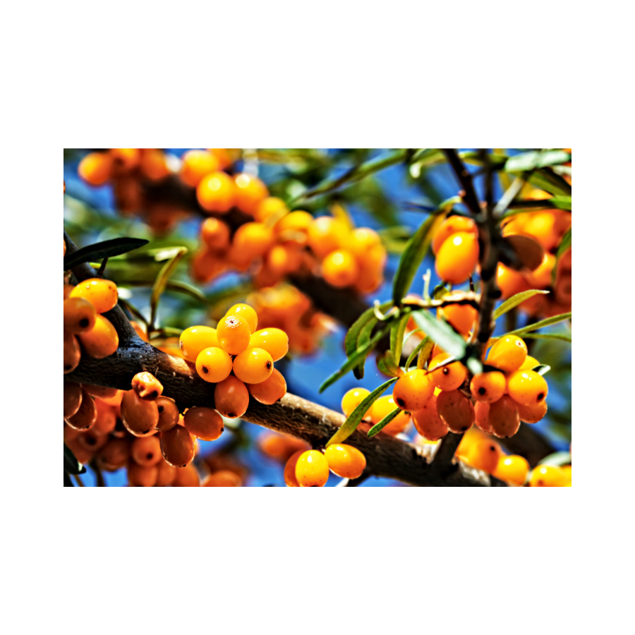 Sea Buckthorn