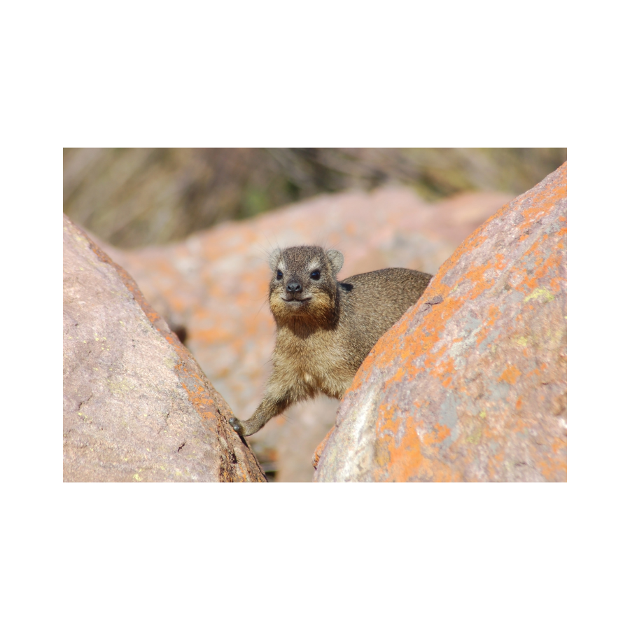 Hyrax