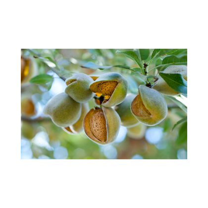 Almond Tree