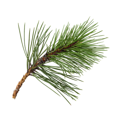 pine notes