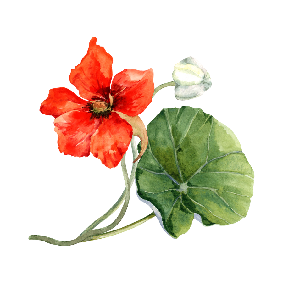 Nasturtium