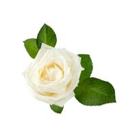 White Rose