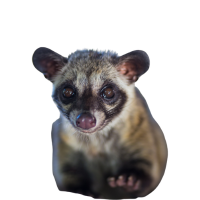 Civet