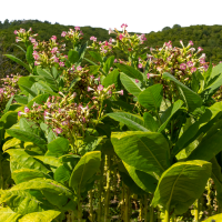 Patchouli