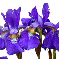 Tuscan Iris