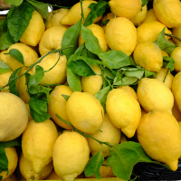 Amalfi Lemon