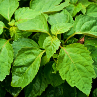 Patchouli Leaf