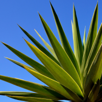 Agave