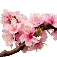 Peach Blossom