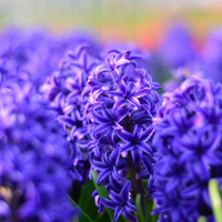 Hyacinth