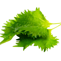 Shiso