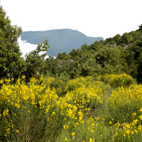 Spanish Broom